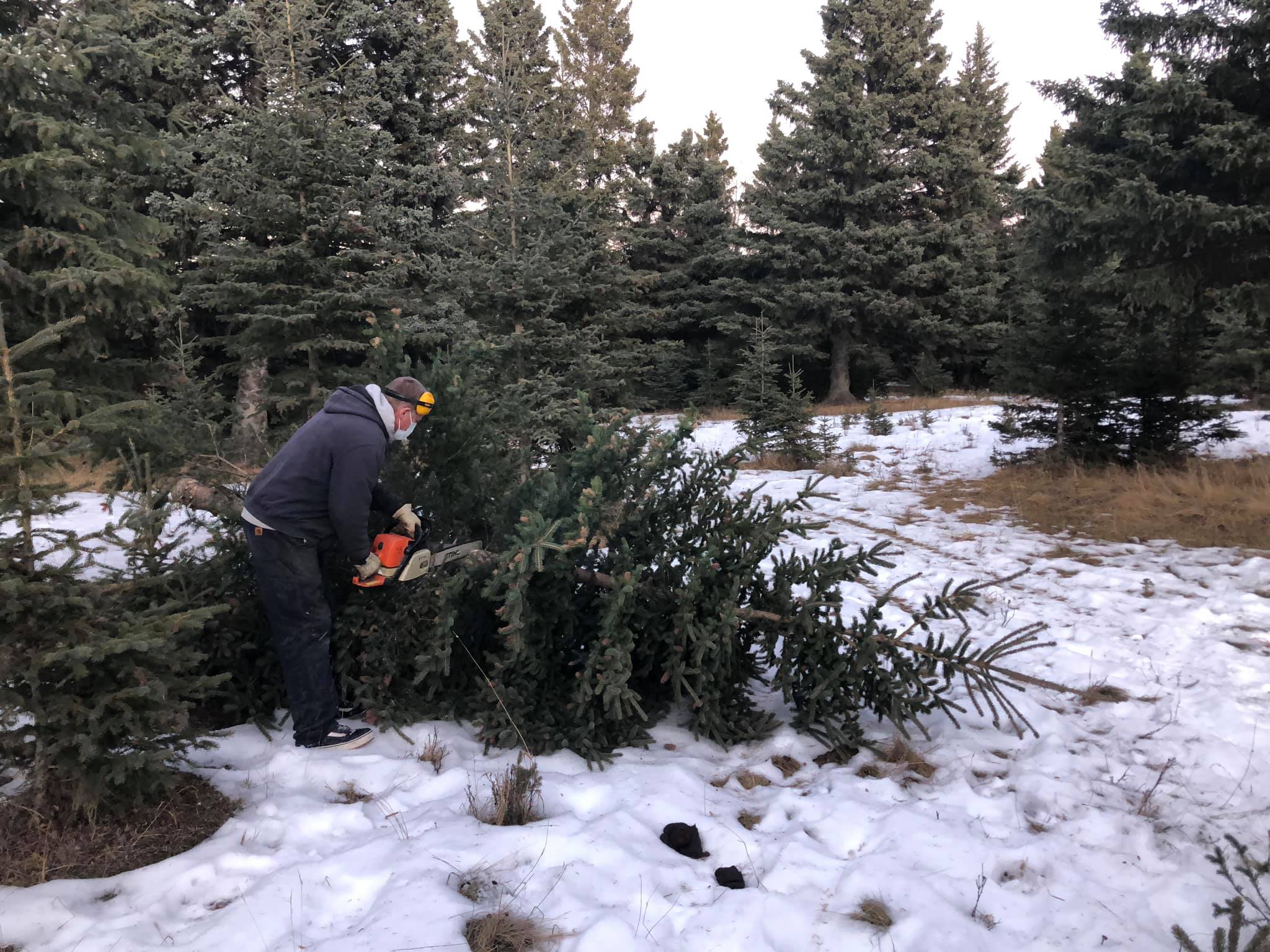 Ecological Institute to hold annual Christmas tree event CochraneNow